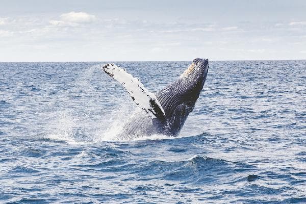 Iceland Reykjavík Whale Watching Day Tour (English-Speaking Tour)