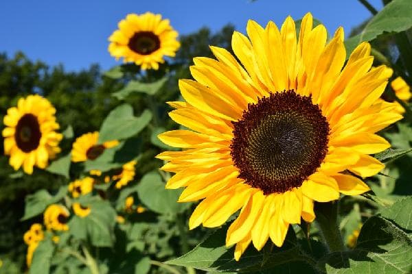 South of France Day Tour | Van Gogh’s Sunflowers in Arles: Arles + Pont du Gard + Les Baux-de-Provence + Saint-Rémy (Round Trip from Avignon)