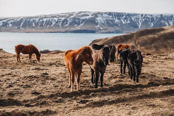 Icelandic Horse Riding Experience Day Tour (English-Speaking Tour)