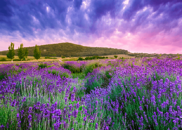 [Seasonal Feast] A Romantic Purple Journey: 4-Day Lavender Tour of Provence