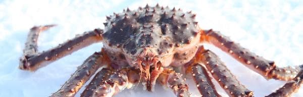 Finland–Norway King Crab Fishing Day Tour (Round Trip from Saariselkä–Ivalo–Inari–Kirkenes)