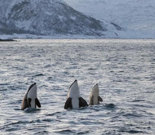 Tromsø, Norway, Whale-Watching Boat Day Tour [8 Hours | English-Speaking Tour]