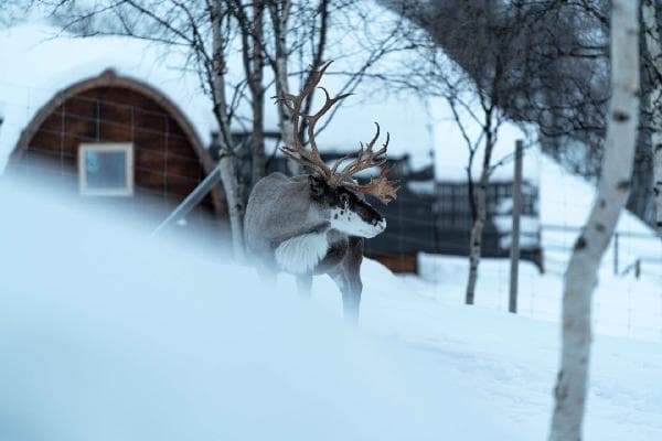 Norway Sámi Adventure Day Tour (Dinner Included) [4.5 Hours | English-Speaking Tour · Kirkenes Round Trip]