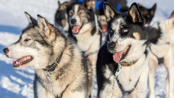 Norway Husky Sledding Experience Day Tour [1 Hour | English-Speaking Tour · Kirkenes Round Trip]