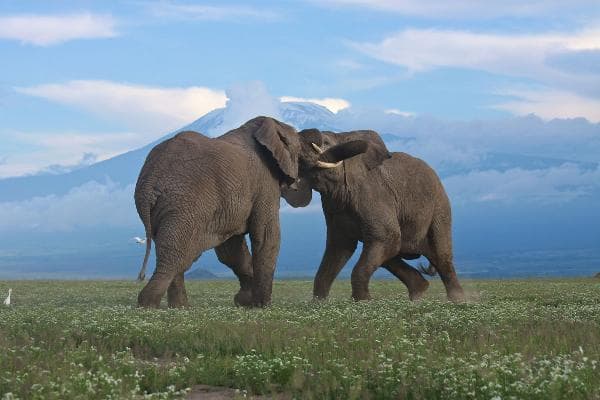 7-Day Kenya Safari (English-Speaking Group)