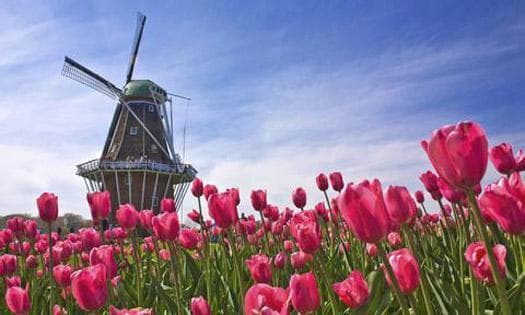 [Seasonal Feast] Discover the Fragrance and Flowers of the Netherlands: 3-Day Tulip Tour (Round Trip from Paris)
