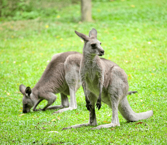 Australia Tasmania Island-Circuit Panorama 7-Day Tour (Choose 5/6/7 Days)