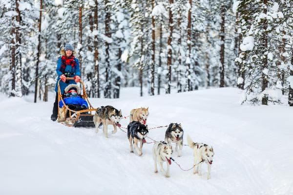 Tromsø, Norway, Half-Day Dog Sledding Tour [English-Speaking Tour · Tromsø Round Trip]