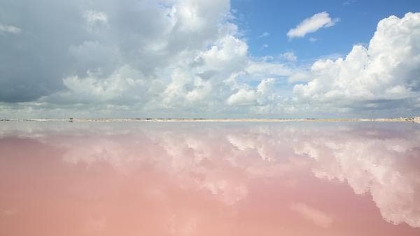 [Small-Group Tour with Chinese-Speaking Guide] Cancun Day Trip B: Pink Lake + Flamingo Nature Reserve (Specialty Lunch Included)