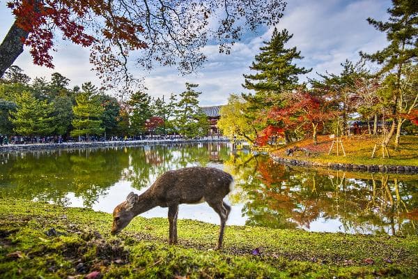 Kyoto & Nara Day Trip: Meet Japan’s Adorable Deer (Chinese- and Japanese-Speaking Guide | 13-Person Small Group ~ Round Trip from Osaka)