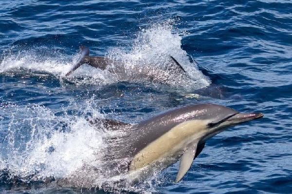 Australia Port Stephens Dolphin-Watching Day Tour (Round Trip from Sydney · Lunch Included)