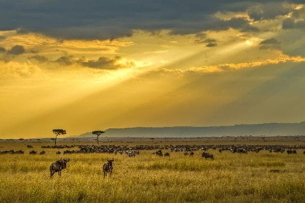 【Private Tour】8-Day Kenya + Tanzania Five-Star Tour, No Shopping Stops (English-Speaking Guide)