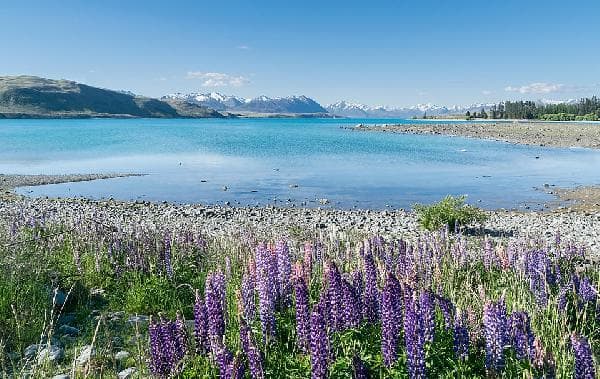 [Premium Mercedes-Benz Tour] New Zealand South Island Central and East Route, 8 Days / 7 Nights (round trip from Christchurch)