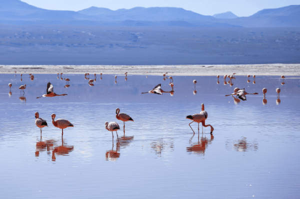 [Small-Group Tour with Chinese-Speaking Guide] Mexico City + Guanajuato + San Miguel + Cancun | Cenotes & Pink Lake: 10-Day, 9-Night Colonial Towns Circuit (Arrive in Mexico City, Depart from Cancun)