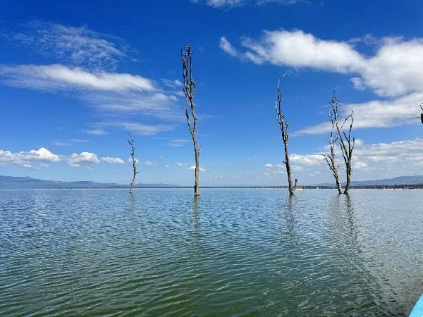 [Departures available for 1 person] 7-Day Kenya Tour: Safari 4x4 game drives + 2 park visits to see the Great Migration + flamingos at Lake Nakuru + Mount Kilimanjaro (round trip from Nairobi)