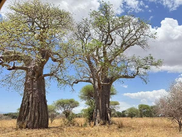 [Guaranteed departure with 1 traveler] 10-Day Kenya and Tanzania Tour (Arrive and depart from Kenya / optional departure from Tanzania)
