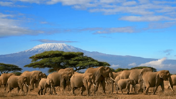 【Wild East Africa】Kenya 8 Days, 7 Nights: Amboseli + Maasai Mara + Great Rift Valley Lakes (English-Speaking Group)