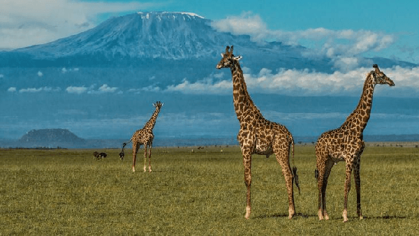 【Wild East Africa】Kenya 3 Days, 2 Nights: Amboseli (English-Speaking Group)