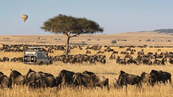 【Wild East Africa】Kenya 3 Days, 2 Nights: Maasai Mara (English-Speaking Group)