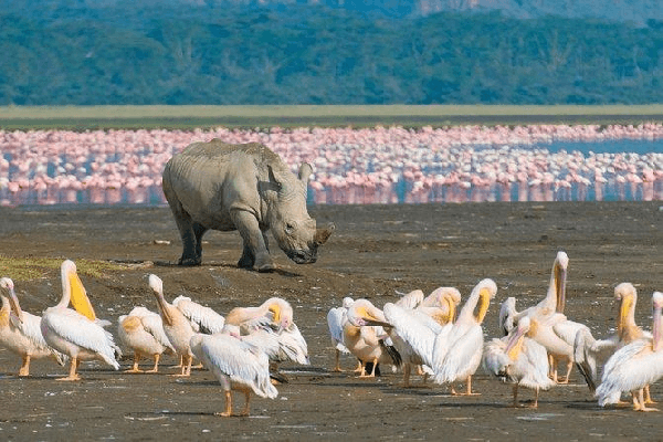 【Wild East Africa】Kenya 3 Days, 2 Nights: Great Rift Valley Lakes (English-Speaking Group)