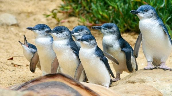 Australia Melbourne 5-Day Tour: Phillip Island + Sovereign Hill + Great Ocean Road + City (Choose 4 Days)