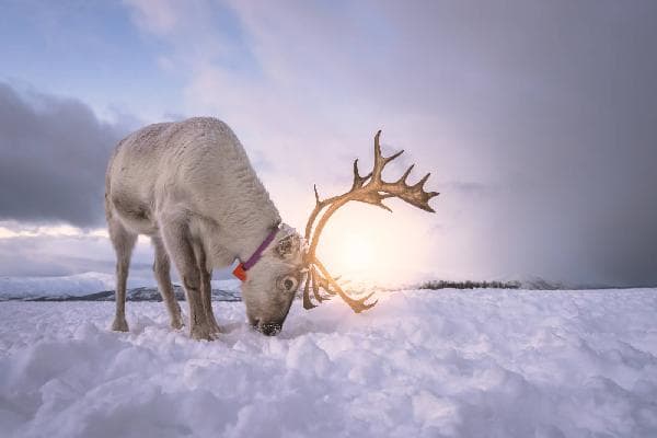 10-Day, 9-Night Finland Arctic Winter Study Camp (Flights and Visa Included)